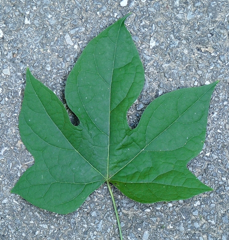 {Calycocarpum lyonii}